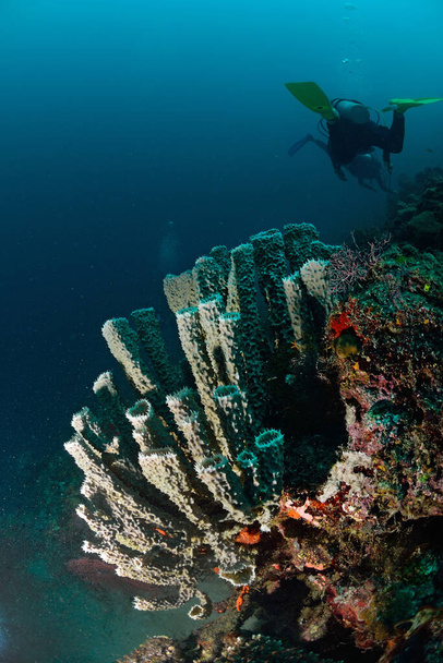 "Spongl gigante a Mabul, Malesia. Incredibile concetto di mondo subacqueo - Foto, immagini