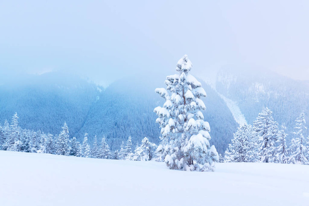 Fantastic winter landscape with snowy trees and snowy peaks. Carpathian mountains, Ukraine. Christmas holiday background. Landscape photography - Fotoğraf, Görsel