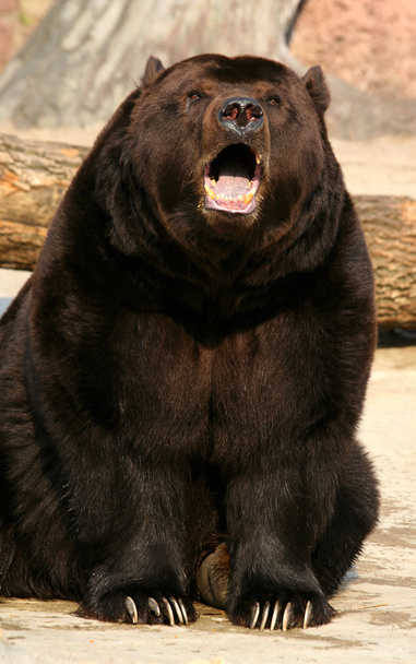 Бурый медведь - Фото, изображение