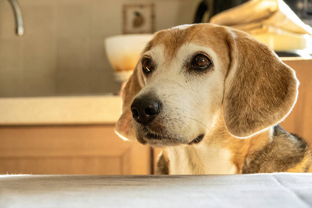 Viejo perro Beagle mirando hacia adelante, sentado en una silla - Foto, Imagen