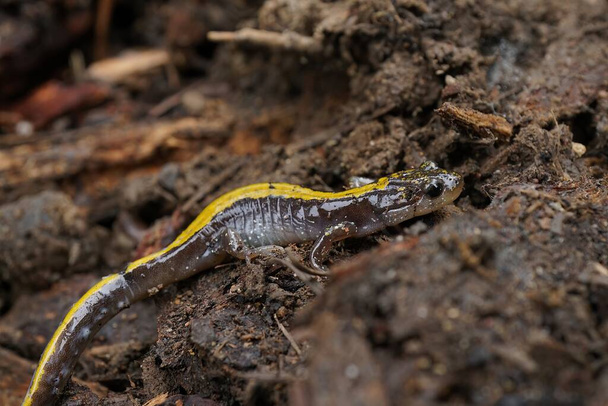 Detailní informace o pestré východní dlouhoprstý salamandr, Ambystoma makrodactylum kolumbianum na řece Columbia rokle - Fotografie, Obrázek