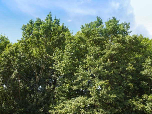 árboles en el parque de verano
 - Foto, Imagen
