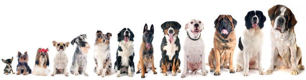 ryhmä koirarodut eristetty valkoisella taustalla - Valokuva, kuva
