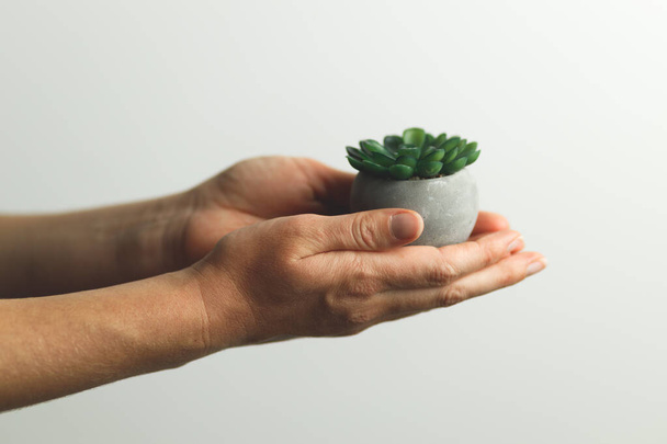 Minimalistic home plant in hands, close-up. Gardening hobby. - Fotó, kép