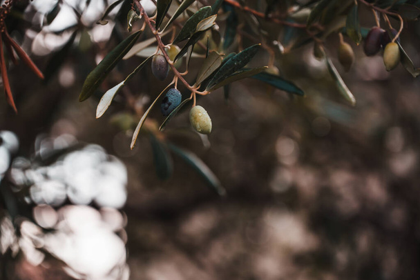 Close-up Branch with Black And Green Olives in Corfu island, Greece. Small Depth of Field. High quality photo - Fotografie, Obrázek