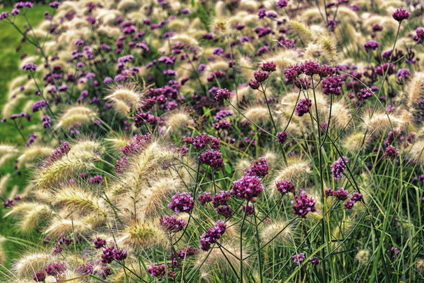 Flores púrpuras sobre verde
 - Foto, imagen