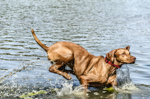 Dog in the river - Valokuva, kuva