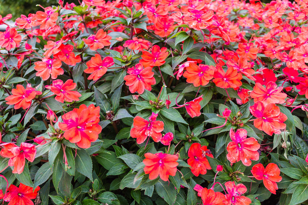 Red impatiens flowers - Photo, Image