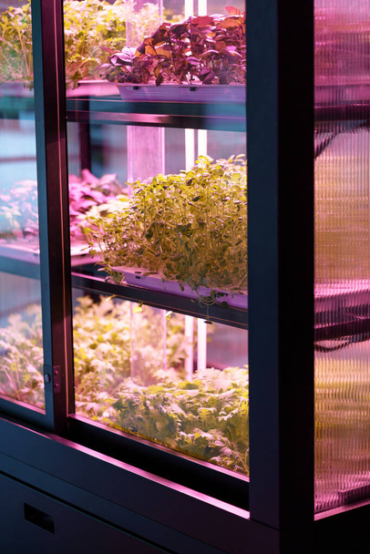 Luces de cultivo led de espectro completo para ensalada, microgreens que crecen en la granja vertical moderna bajo luces ultravioletas de plantas UV para cultivo en interiores. Hidroponía y concepto de agricultura inteligente.  - Foto, imagen