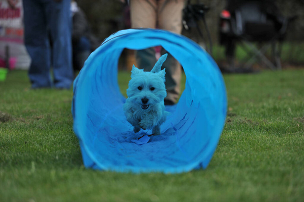 Hund mit einem Spielzeug auf einem Hintergrund - Foto, Bild