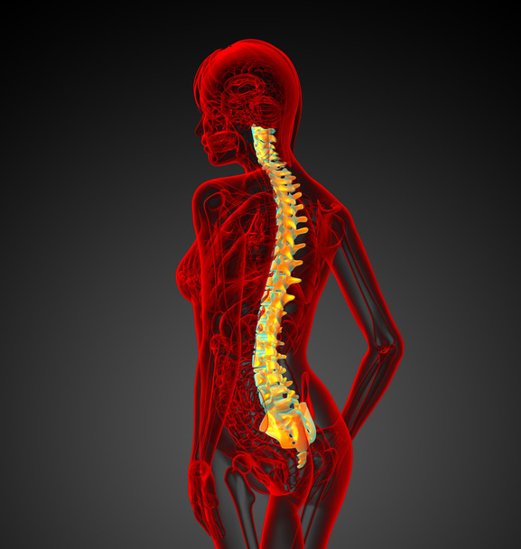 3d rendre illustration médicale de la colonne vertébrale humaine - Photo, image
