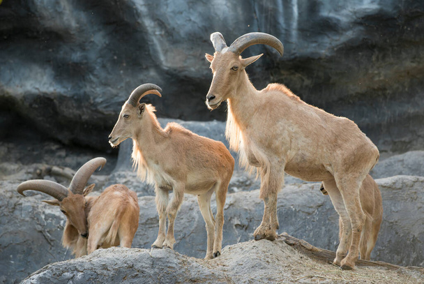 barbaarse schapen op de rots  - Foto, afbeelding