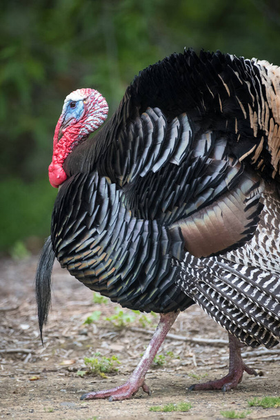 wild male turkey strutting feathers for females - Foto, afbeelding