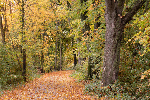 In de herfst is er een pad door het bos bezaaid met veel gele bladeren. Er liggen dode bladeren op de bomen.. - Foto, afbeelding