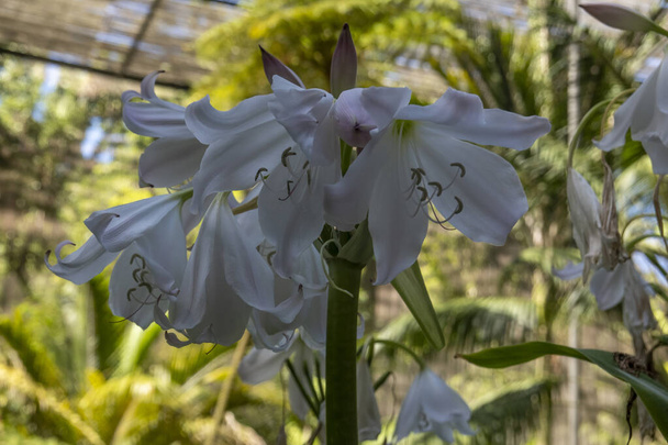 Closeup view of the Crinum powellii beautiful flower on a greenhouse. - Photo, Image