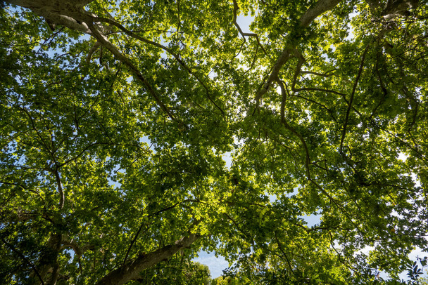 Beautiful upward view of the tree canopies in spring. - Foto, afbeelding