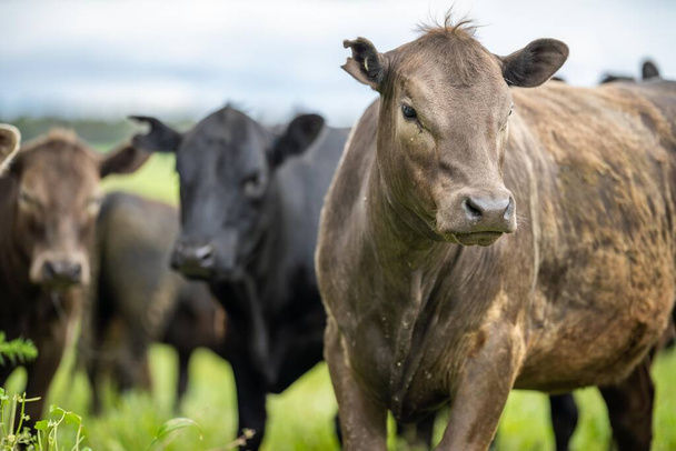 Espárrago regenerativo Angus, wagyu, Murray grey, Lácteos y ternera Vacas y toros pastando sobre hierba y pasto en un campo. Los animales son ecológicos y de campo libre, cultivados en una granja agrícola - Foto, Imagen