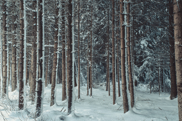 Winter forest landscape - Fotó, kép