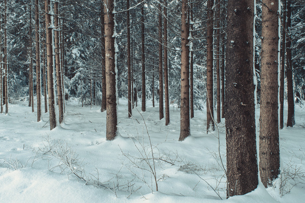 Winter forest landscape - Fotoğraf, Görsel