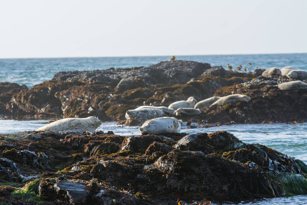 Harbor seals sunbathing on the rocks with turbulent seas - Fotografie, Obrázek