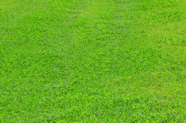 Groene grasachtergrond - Foto, afbeelding