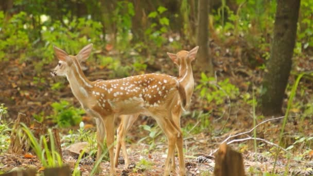 Jelonek Whitetail Deer ukrywających się w lesie - Materiał filmowy, wideo