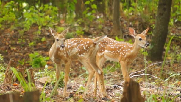Fawn Whitetail Deer hiding in forest - Metraje, vídeo