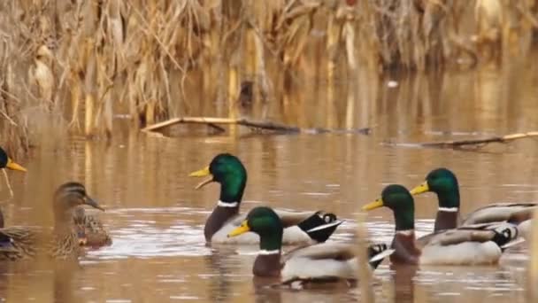 Ducks on pond - Footage, Video