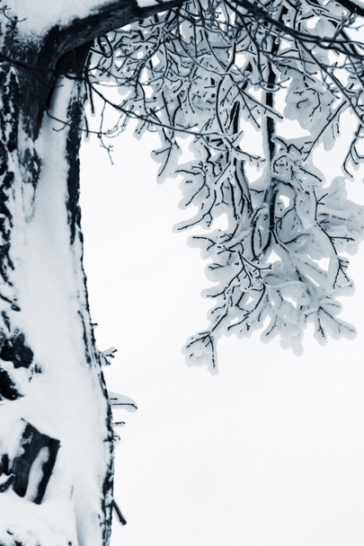 Ramas en la nieve
 - Foto, Imagen