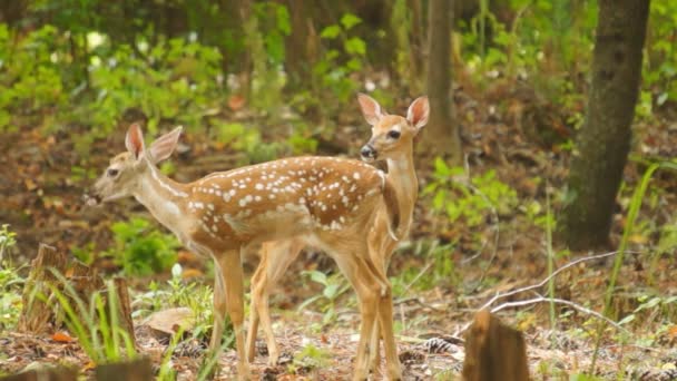 Jelonek Whitetail Deer ukrywających się w lesie - Materiał filmowy, wideo