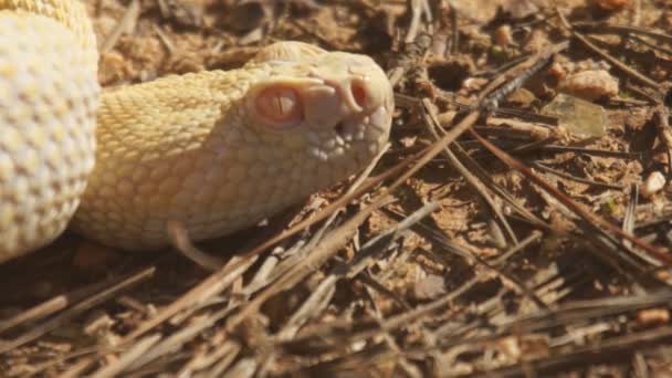 Serpiente de cascabel arrastrándose
 - Metraje, vídeo