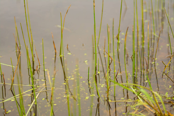 Зеленая тростниковая трость растет в водном пруду - Фото, изображение
