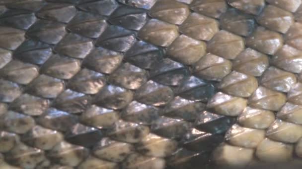 Cottonmouth Mocasín es serpiente venenosa
 - Metraje, vídeo