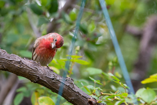 Red house finch bird perched on small twigs. - Photo, Image