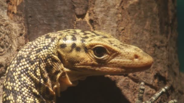 žlutá monitor ještěrka - Záběry, video