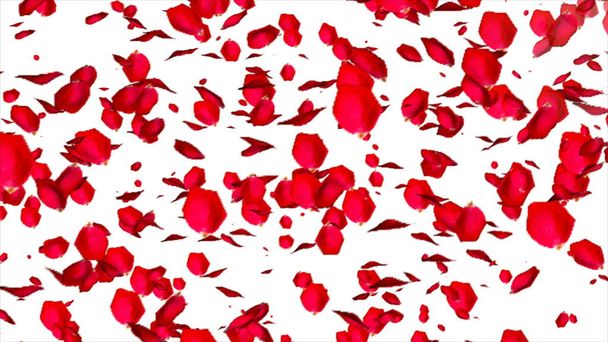 "Rose petals isolated on white background. 3d rendering." - 写真・画像