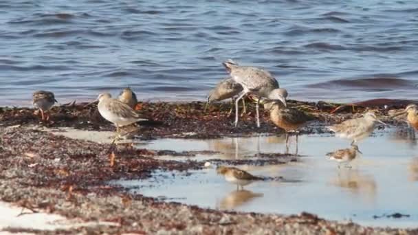 Shorebirds in Florida - Video