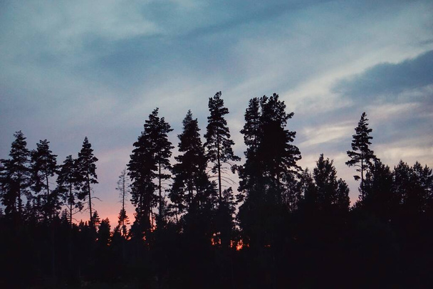 Vista a basso angolo della foresta durante il tramonto  - Foto, immagini