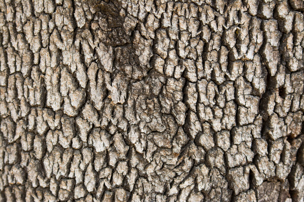 oak tree bark pattern background - Valokuva, kuva