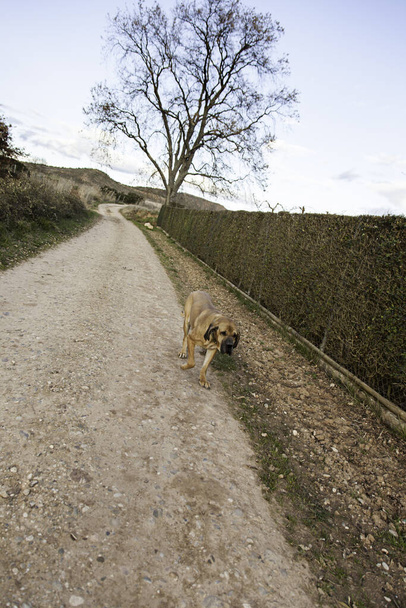 道を歩いている犬 - 写真・画像