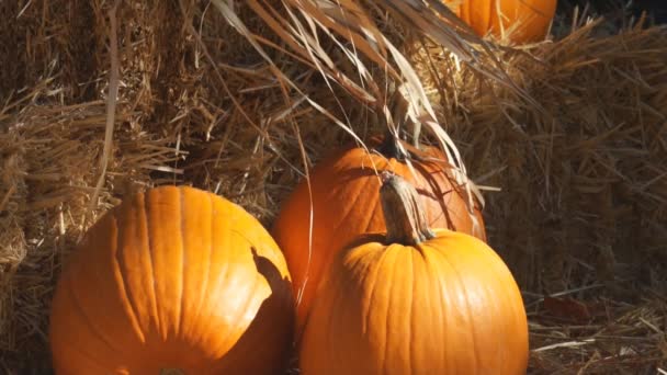 Pumpkins for halloween - Footage, Video