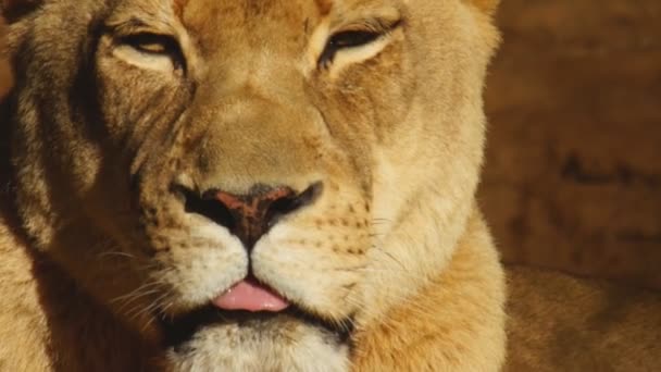 Africké lvice zblízka - Záběry, video