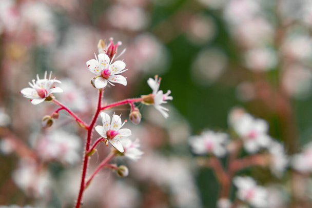 夏の庭でサキフラージュの花を咲かせる傘クローズアップ - 写真・画像