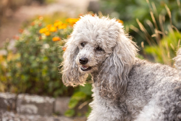 Miniature gray poodle toy standing in the garden on a sunny summers day - Photo, Image