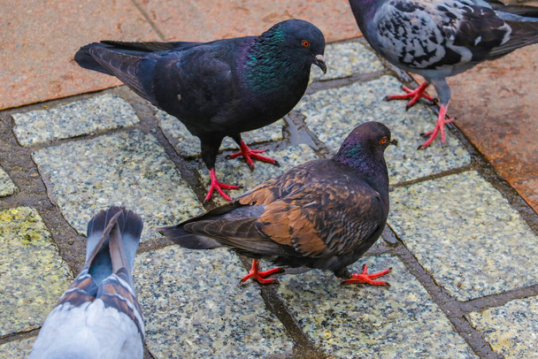 "Tauben, die die Straße entlanglaufen. Straßentauben. Mahlzeit finden." - Foto, Bild