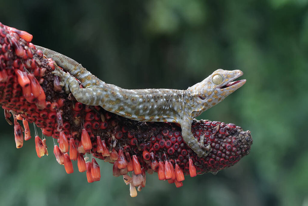 Ein Tokay-Gecko sonnt sich im Schuss eines Anthuriums. Dieses Reptil trägt den wissenschaftlichen Namen Gekko Gecko. - Foto, Bild
