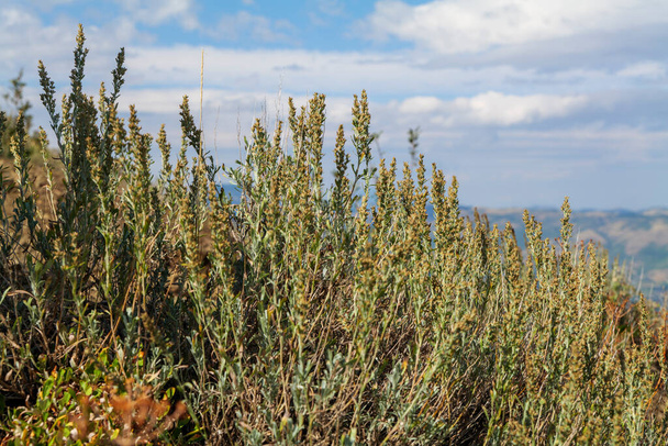 Näkymä taivaalle läpi ruoho vihreä aavikko sagebrush kasveja vuorilla ja vihreä maisema kesällä. Laadukas valokuva - Valokuva, kuva