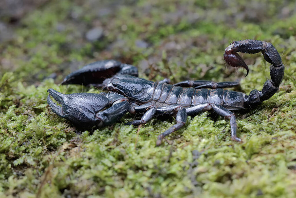 An Asian forest scorpion is looking for prey on a rock overgrown with moss. This stinging animal has the scientific name Heterometrus spinifer. - Photo, Image