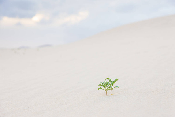 Due germogli di piante verdi nella sabbia del deserto
. - Foto, immagini