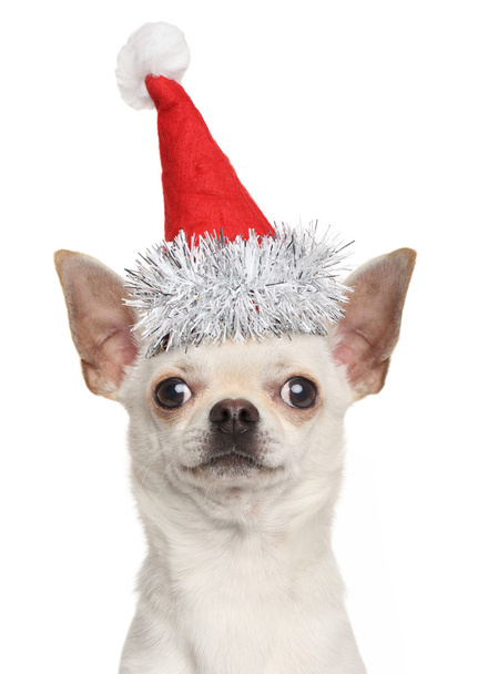 Chihuahua puppy in Christmas red hat - Foto, Imagen